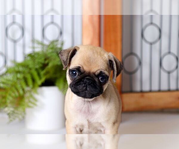 View Ad: Pug Puppy for Sale near Italy