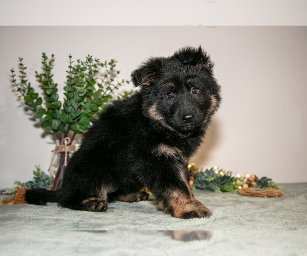 Medium Photo #1 German Shepherd Dog Puppy For Sale in SHIPSHEWANA, IN, USA