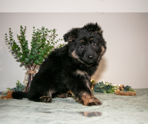 Medium German Shepherd Dog