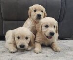 Image preview for Ad Listing. Nickname: Goldens