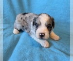 Small #2 Aussiedoodle