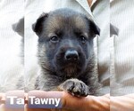 Small Photo #7 German Shepherd Dog Puppy For Sale in KANSAS CITY, MO, USA