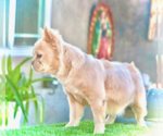 Small #1 French Bulldog