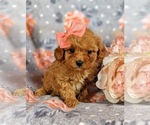 Small Photo #2 Cavapoo Puppy For Sale in RED LION, PA, USA