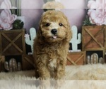 Puppy Romeo AKC Poodle (Toy)