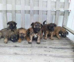 Soft Coated Wheaten Terrier Puppy for sale in JACKSON, MI, USA