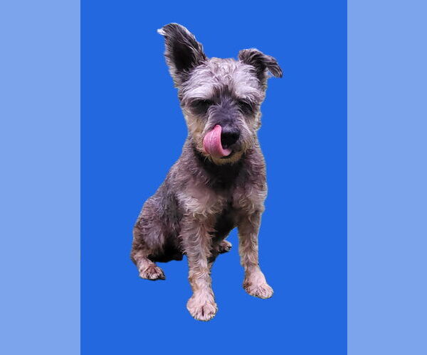 Medium Photo #2 - Mix Puppy For Sale in Lenoir, NC, USA