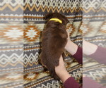 Small Photo #21 Miniature Australian Shepherd Puppy For Sale in ADAIR VILLAGE, OR, USA