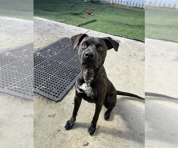 Medium Photo #2 Mutt Puppy For Sale in Fremont, CA, USA