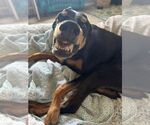 Small #3 Doberman Pinscher