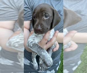 German Shorthaired Pointer Puppy for sale in ALGONAC, MI, USA