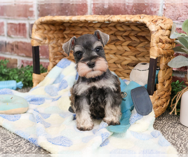 Medium Photo #2 Schnauzer (Miniature) Puppy For Sale in SYRACUSE, IN, USA
