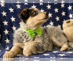 Small Photo #3 Australian Shepherd Puppy For Sale in LANCASTER, PA, USA
