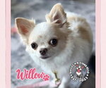 Willow - Female Chihuahua Dog for Adoption - Small photo