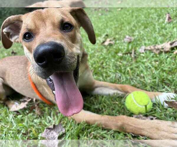 Medium Photo #12 Border Collie-Unknown Mix Puppy For Sale in Kennesaw, GA, USA