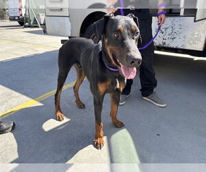 Doberman Pinscher Dogs for adoption in Rancho Cucamonga, CA, USA