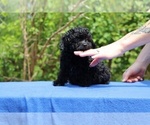 Small #11 Poodle (Toy)