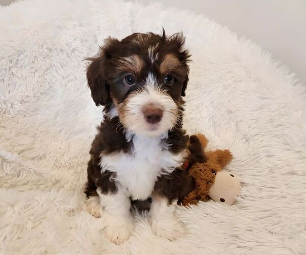 Medium Photo #1 Aussiedoodle Miniature -Miniature Bernedoodle Mix Puppy For Sale in CULPEPER, VA, USA