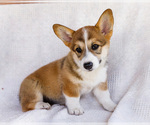 Small #5 Pembroke Welsh Corgi