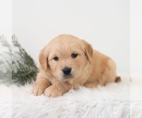 Medium Photo #5 Golden Retriever Puppy For Sale in NEWPORT, PA, USA