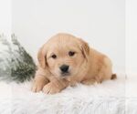 Small #4 Golden Retriever
