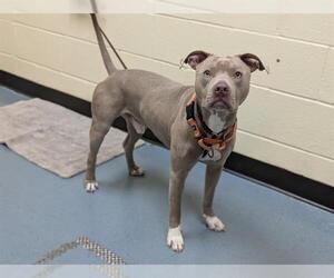 American Pit Bull Terrier Dogs for adoption in Denver, CO, USA