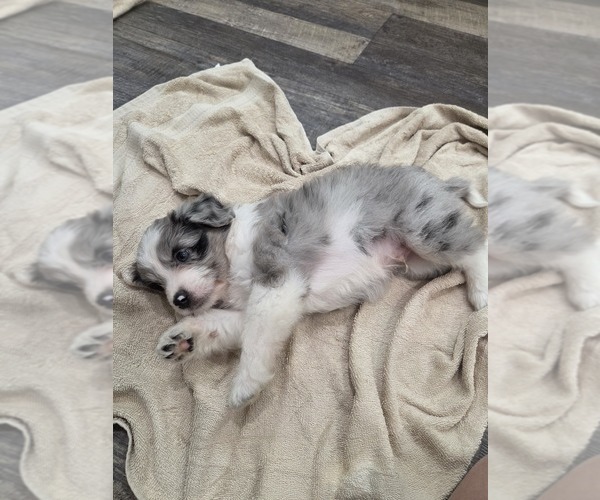 Medium Photo #25 Aussiedoodle Puppy For Sale in WILLS POINT, TX, USA