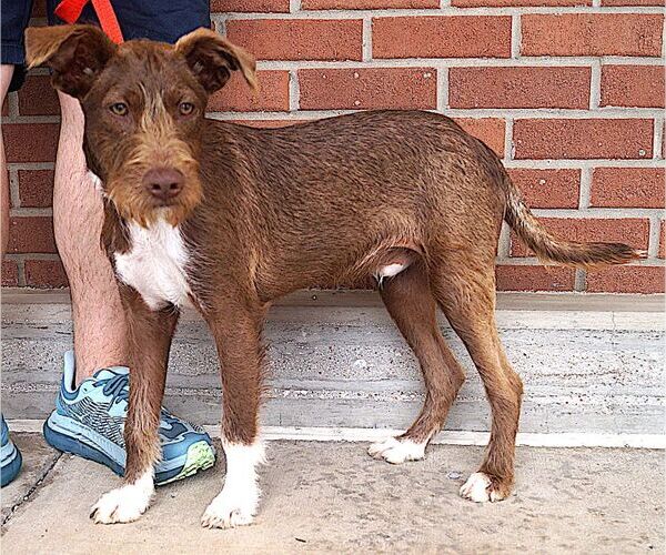 Medium Photo #2 Mutt Puppy For Sale in Carrollton, TX, USA