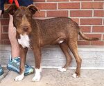 Small #1 Mutt