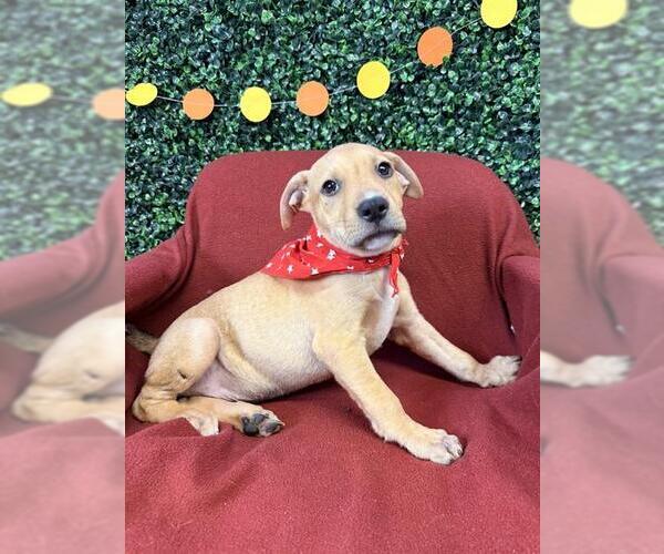 Medium Photo #1 Labrador Retriever Puppy For Sale in Corpus Christi, TX, USA