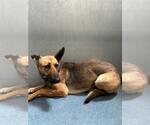 Small German Shepherd Dog