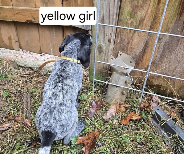 Medium Photo #6 German Shorthaired Pointer Puppy For Sale in GIVEN, WV, USA