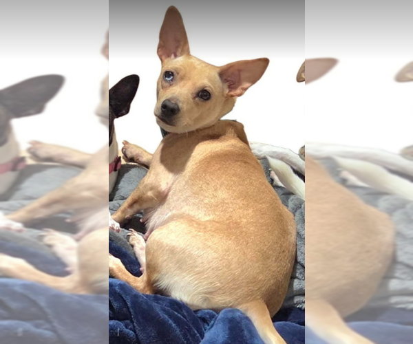 Medium Photo #6 Chihuahua-Unknown Mix Puppy For Sale in Cranston, RI, USA