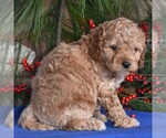 Small Photo #3 Cocker Spaniel-Poodle (Miniature) Mix Puppy For Sale in MILLERSBURG, PA, USA