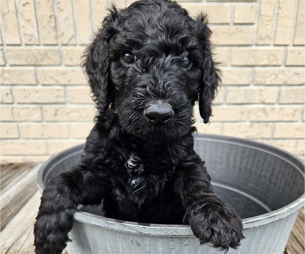 Medium Photo #8 Goldendoodle Puppy For Sale in DELTONA, FL, USA