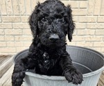 Small Photo #8 Goldendoodle Puppy For Sale in DELTONA, FL, USA