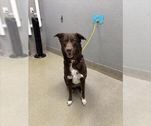 Labrador Retriever-Unknown Mix Dogs for adoption in Las Vegas, NV, USA