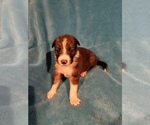 Puppy Clemson Border Collie