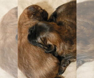 Shih Tzu Litter for sale in FANNING SPGS, FL, USA
