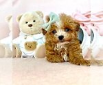 Small #1 Poodle (Toy)