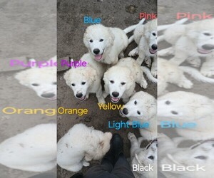 Great Pyrenees Puppy for sale in BATAVIA, NY, USA