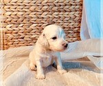Small Photo #3 Goldendoodle Puppy For Sale in CHEYENNE, WY, USA
