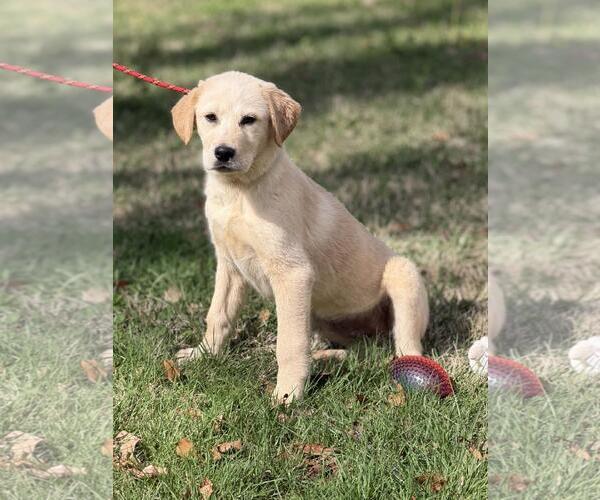 Medium Photo #3 Great Pyrenees-Unknown Mix Puppy For Sale in Yardley, PA, USA