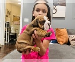 Small Photo #5 English Bulldog Puppy For Sale in KEIZER, OR, USA