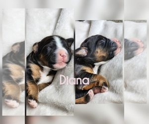 Bernedoodle Puppy for sale in HIGGINSVILLE, MO, USA