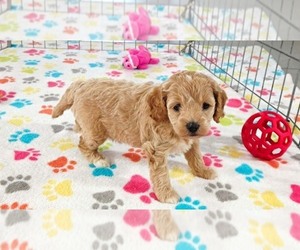 Cavapoo mix (+ Poodle Miniature) Puppy for sale in ORO VALLEY, AZ, USA