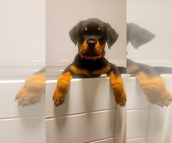 Medium Photo #5 Rottweiler Puppy For Sale in O FALLON, MO, USA