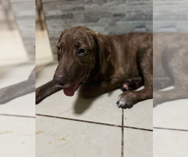 Medium Photo #2 Dachshund-Unknown Mix Puppy For Sale in San Diego, CA, USA
