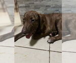 Small #1 Dachshund Mix