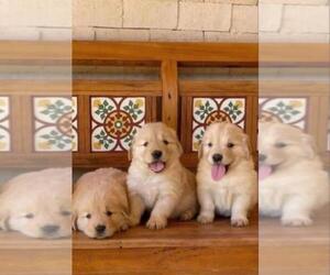 Golden Retriever Puppy for sale in ANAHEIM, CA, USA